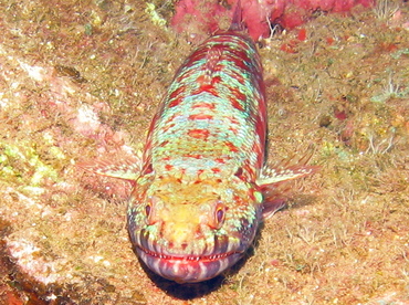 Reef Lizardfish - Synodus variegatus - Maui, Hawaii Reef Lizardfish - Synodus variegatus - Maui, Hawaii