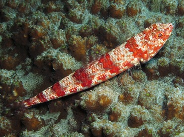 Reef Lizardfish - Synodus variegatus - Dumaguete, Philippines Reef Lizardfish - Synodus variegatus - Dumaguete, Philippines