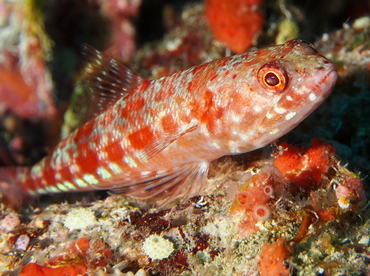 Reef Lizardfish - Synodus variegatus - Fiji Reef Lizardfish - Synodus variegatus - Fiji