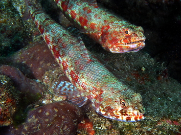 Reef Lizardfish - Synodus variegatus - Anilao, Philippines Reef Lizardfish - Synodus variegatus - Anilao, Philippines