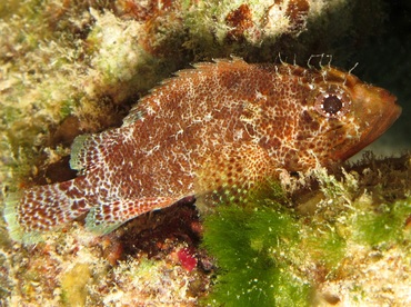 Reef Scorpionfish - Scorpaenodes caribbaeus - Cozumel, Mexico Reef Scorpionfish - Scorpaenodes caribbaeus - Cozumel, Mexico
