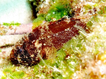 Reef Scorpionfish - Scorpaenodes caribbaeus - Bonaire Reef Scorpionfish - Scorpaenodes caribbaeus - Bonaire
