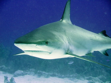 Caribbean Reef Shark - Carcharhinus perezii - Nassau, Bahamas