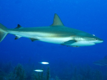 Caribbean Reef Shark - Carcharhinus perezii - Nassau, Bahamas