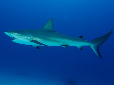 Caribbean Reef Shark - Carcharhinus perezii - Eleuthera, Bahamas