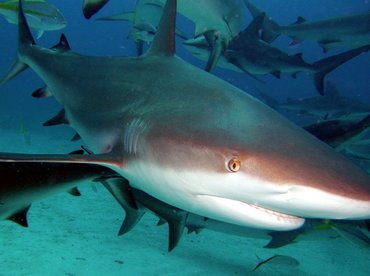 Caribbean Reef Shark - Carcharhinus perezii - Nassau, Bahamas