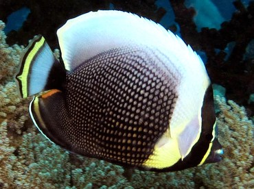 Reticulated Butterflyfish - Chaetodon reticulatus - Palau Reticulated Butterflyfish - Chaetodon reticulatus - Palau