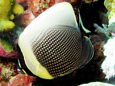 Reticulated Butterflyfish - Chaetodon reticulatus - Palau Reticulated Butterflyfish - Chaetodon reticulatus - Palau