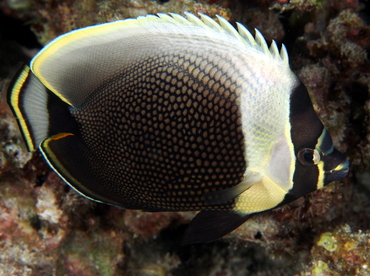 Reticulated Butterflyfish - Chaetodon reticulatus - Big Island, Hawaii Reticulated Butterflyfish - Chaetodon reticulatus - Big Island, Hawaii