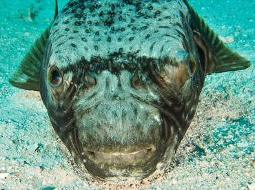 Reticulated pufferfish - Arothron reticularis - Wakatobi, Indonesia