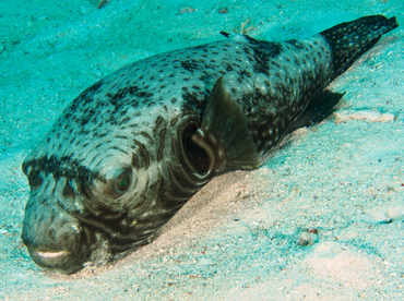 Reticulated pufferfish - Arothron reticularis - Wakatobi, Indonesia