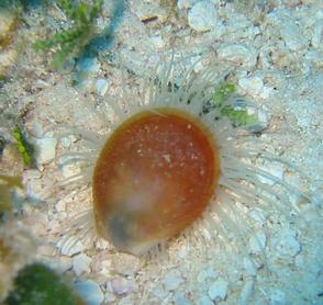 Rough Fileclam - Ctenoides scabra - Cozumel, Mexico Rough Fileclam - Ctenoides scabra - Cozumel, Mexico