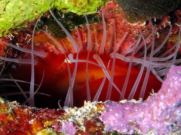 Rough Fileclam - Ctenoides scabra - Grand Cayman Rough Fileclam - Ctenoides scabra - Grand Cayman