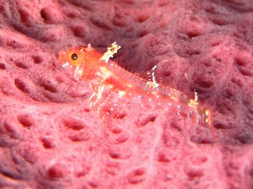 Roughhead Triplefin - Enneanectes boehlkei - Grand Cayman Roughhead Triplefin - Enneanectes boehlkei - Grand Cayman