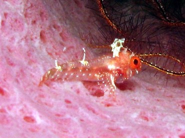 Roughhead Triplefin - Enneanectes boehlkei - Grand Cayman Roughhead Triplefin - Enneanectes boehlkei - Grand Cayman