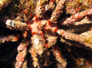 Rough-Spined Urchin - Chondrocidaris gigantea - Lanai, Hawaii Rough-Spined Urchin - Chondrocidaris gigantea - Lanai, Hawaii