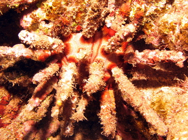 Rough-Spined Urchin - Chondrocidaris gigantea - Lanai, Hawaii Rough-Spined Urchin - Chondrocidaris gigantea - Lanai, Hawaii