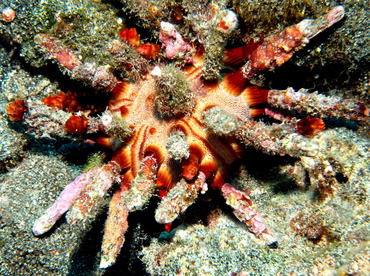 Rough-Spined Urchin - Chondrocidaris gigantea - Big Island, Hawaii Rough-Spined Urchin - Chondrocidaris gigantea - Big Island, Hawaii