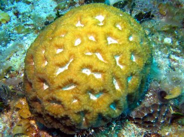 Rough Star Coral - Isophyllastrea rigida - Turks and Caicos