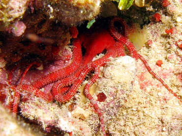 Ruby Brittle Star - Ophioderma rubicundum - Grand Cayman
