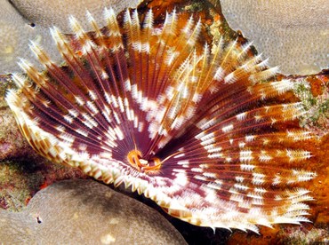 Indian Feather Duster - Sabellastarte spectabilis - Palau Indian Feather Duster - Sabellastarte spectabilis - Palau
