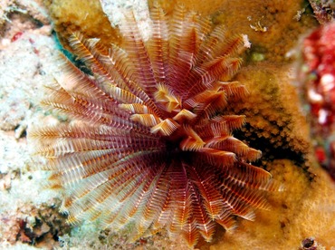 Indian Feather Duster - Sabellastarte spectabilis - Maui, Hawaii Indian Feather Duster - Sabellastarte spectabilis - Maui, Hawaii