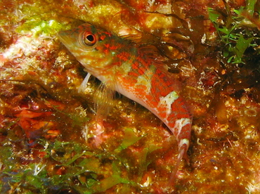 Saddled Blenny - Malacoctenus triangulatus - Grand Cayman Saddled Blenny - Malacoctenus triangulatus - Grand Cayman