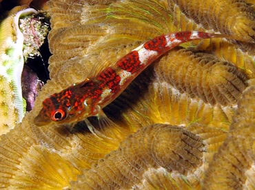 Saddled Blenny - Malacoctenus triangulatus - Grand Cayman Saddled Blenny - Malacoctenus triangulatus - Grand Cayman
