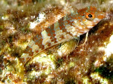Saddled Blenny - Malacoctenus triangulatus - Cozumel, Mexico Saddled Blenny - Malacoctenus triangulatus - Cozumel, Mexico