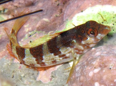 Saddled Blenny - Malacoctenus triangulatus - Cozumel, Mexico Saddled Blenny - Malacoctenus triangulatus - Cozumel, Mexico