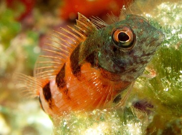 Saddled Blenny - Malacoctenus triangulatus - Cozumel, Mexico Saddled Blenny - Malacoctenus triangulatus - Cozumel, Mexico