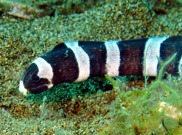 Saddled Snake Eel - Leiuranus semicinctus - Dumaguete, Philippines Saddled Snake Eel - Leiuranus semicinctus - Dumaguete, Philippines