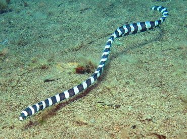 Saddled Snake Eel - Leiuranus semicinctus - Dumaguete, Philippines Saddled Snake Eel - Leiuranus semicinctus - Dumaguete, Philippines
