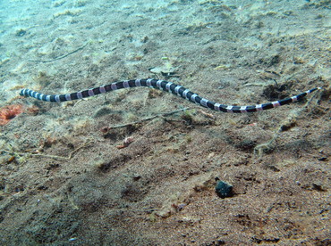 Saddled Snake Eel - Leiuranus semicinctus - Dumaguete, Philippines Saddled Snake Eel - Leiuranus semicinctus - Dumaguete, Philippines