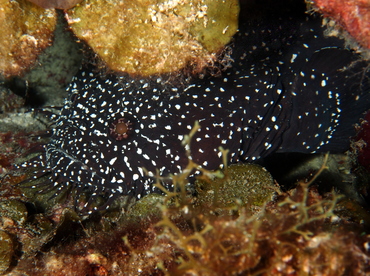 Whitespotted Toadfish - Sanopus astrifer - Belize Whitespotted Toadfish - Sanopus astrifer - Belize