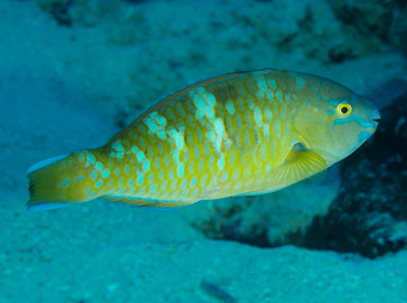 Blue-Barred Parrotfish - Scarus ghobban - Wakatobi, Indonesia
