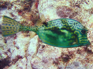 Scrawled Cowfish - Acanthostracion quadricornis - Key Largo, Florida Scrawled Cowfish - Acanthostracion quadricornis - Key Largo, Florida