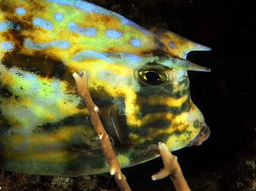 Scrawled Cowfish - Acanthostracion quadricornis - Palm Beach, Florida Scrawled Cowfish - Acanthostracion quadricornis - Palm Beach, Florida