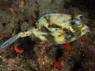 Scrawled Cowfish - Acanthostracion quadricornis - Palm Beach, Florida Scrawled Cowfish - Acanthostracion quadricornis - Palm Beach, Florida