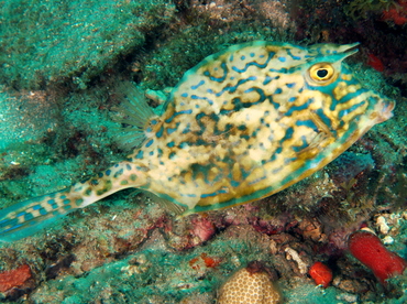 Scrawled Cowfish - Acanthostracion quadricornis - Palm Beach, Florida Scrawled Cowfish - Acanthostracion quadricornis - Palm Beach, Florida