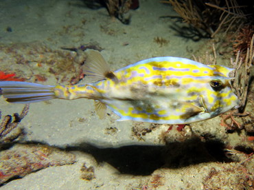 Scrawled Cowfish - Acanthostracion quadricornis - Palm Beach, Florida Scrawled Cowfish - Acanthostracion quadricornis - Palm Beach, Florida