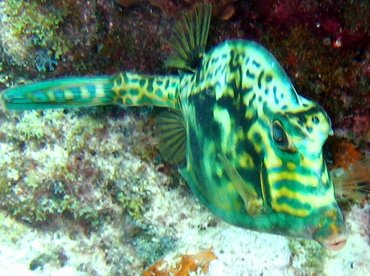 Scrawled Cowfish - Acanthostracion quadricornis - Key Largo, Florida Scrawled Cowfish - Acanthostracion quadricornis - Key Largo, Florida