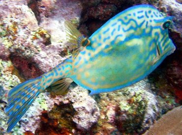 Scrawled Cowfish - Acanthostracion quadricornis - Key Largo, Florida Scrawled Cowfish - Acanthostracion quadricornis - Key Largo, Florida