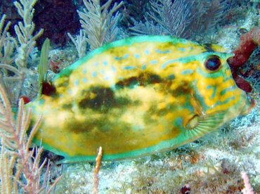 Scrawled Cowfish - Acanthostracion quadricornis - Key Largo, Florida Scrawled Cowfish - Acanthostracion quadricornis - Key Largo, Florida