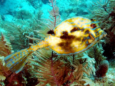 Scrawled Cowfish - Acanthostracion quadricornis - Key Largo, Florida Scrawled Cowfish - Acanthostracion quadricornis - Key Largo, Florida
