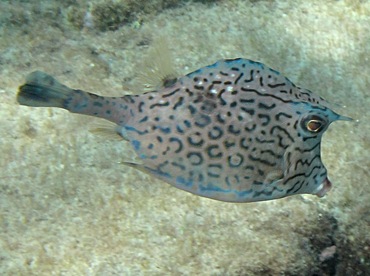 Scrawled Cowfish - Acanthostracion quadricornis - Cozumel, Mexico Scrawled Cowfish - Acanthostracion quadricornis - Cozumel, Mexico