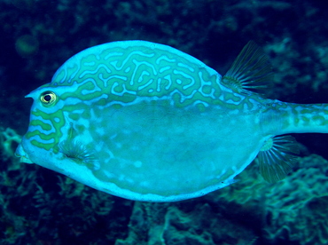 Scrawled Cowfish - Acanthostracion quadricornis - Cozumel, Mexico Scrawled Cowfish - Acanthostracion quadricornis - Cozumel, Mexico