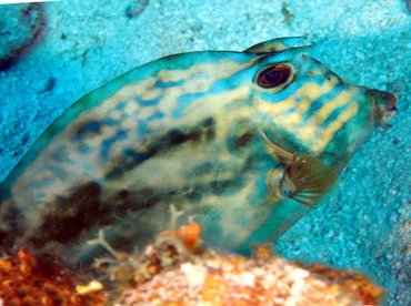 Scrawled Cowfish - Acanthostracion quadricornis - Belize Scrawled Cowfish - Acanthostracion quadricornis - Belize
