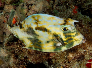 Scrawled Cowfish - Acanthostracion quadricornis - Palm Beach, Florida Scrawled Cowfish - Acanthostracion quadricornis - Palm Beach, Florida