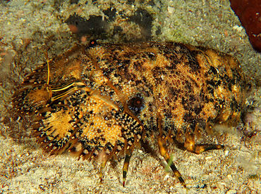 Sculptured Slipper Lobster - Parribacus antarcticus - Cozumel, Mexico Sculptured Slipper Lobster - Parribacus antarcticus - Cozumel, Mexico